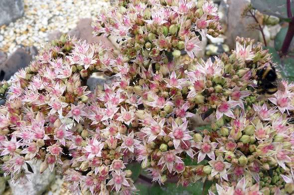 Sedum 'picolette'  SedumspectabileMatrona00512