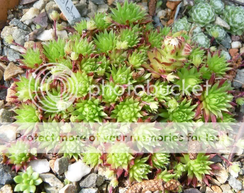 Sempervivum, qui dit moins ? SempervivumGlabrascens001