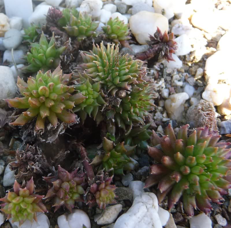 Sempervivum question  Sempervivumpelora002