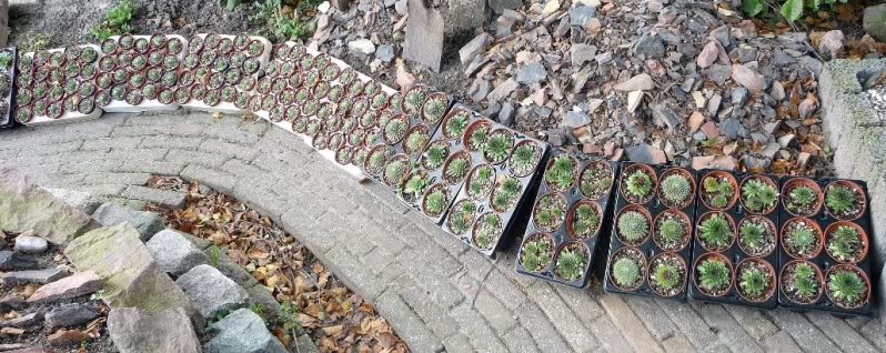 Preparer les Semps pour hiver Sempervivumstekken00111