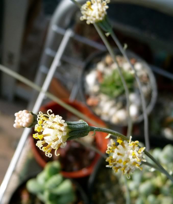 [ Senecio spiculosus ] Seneciocitroformis0051