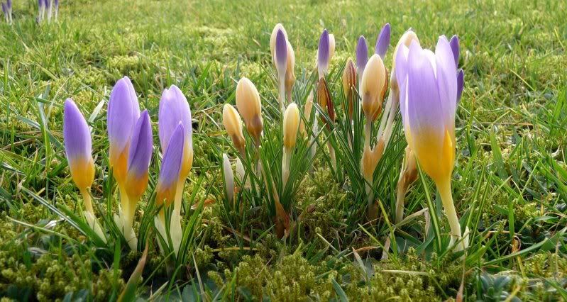  :HS:  tout le monde les aime Feb2011crocus0011