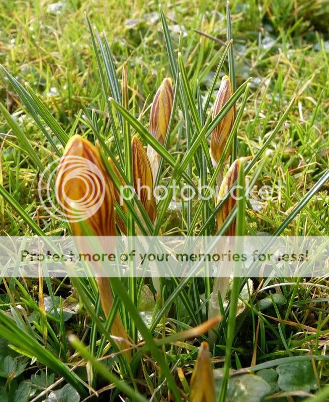  :HS:  tout le monde les aime Feb2011crocus0021