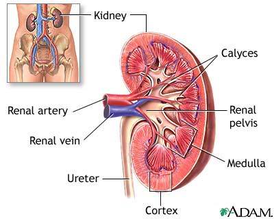 Human Physiology -The Urinary System KidneyAnatomy-1