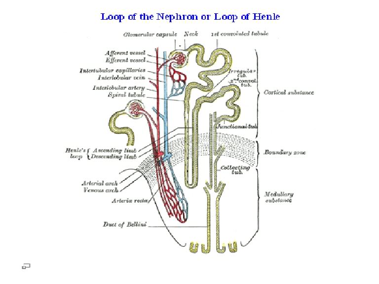 Human Physiology -The Urinary System Loopofthenephron