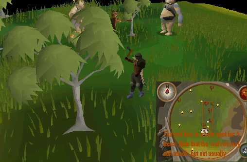 99 woodcutting guide Eucalyptustree