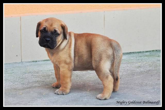 Mighty Goldcrest Bullmastiff - Page 3 MGafrokimbo