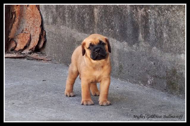 Mighty Goldcrest Bullmastiff - Page 3 MGafrokimbo1