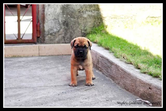 Mighty Goldcrest Bullmastiff - Page 3 MGaliafrica