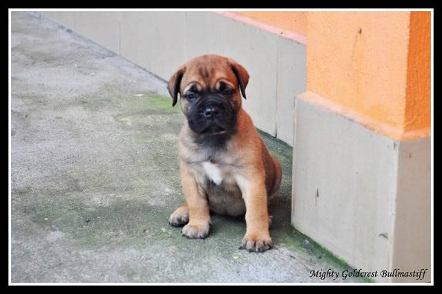 Mighty Goldcrest Bullmastiff - Page 3 MGaliafrica2