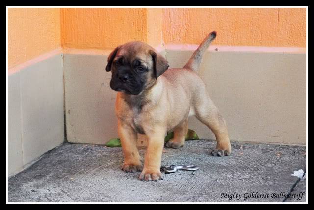 Mighty Goldcrest Bullmastiff - Page 3 Adaakirah2