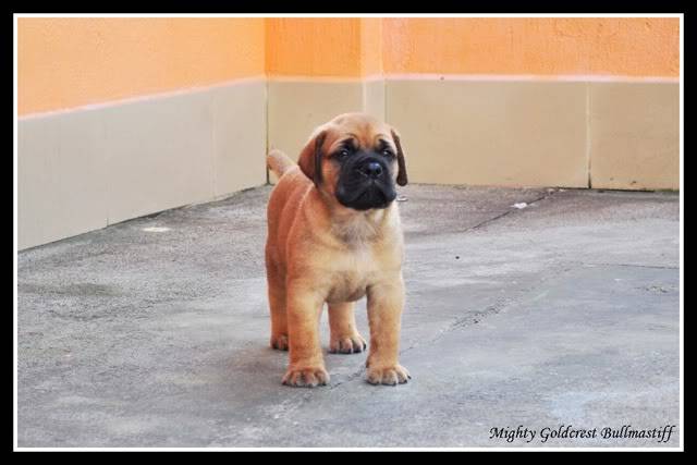 Mighty Goldcrest Bullmastiff - Page 3 Afrokimbo1