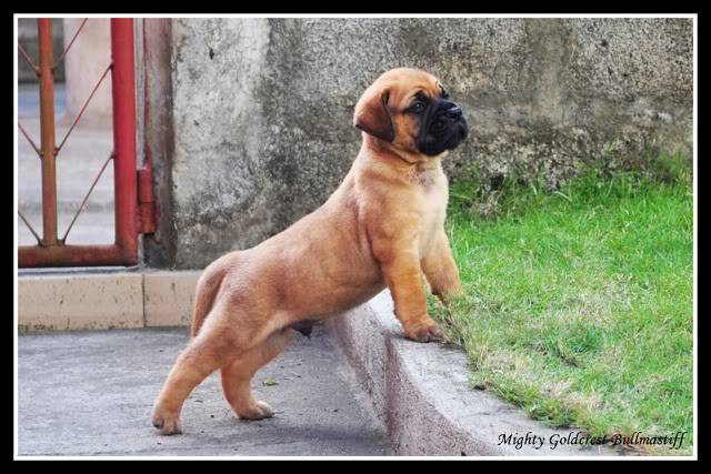 Mighty Goldcrest Bullmastiff - Page 3 Afrokimbo3