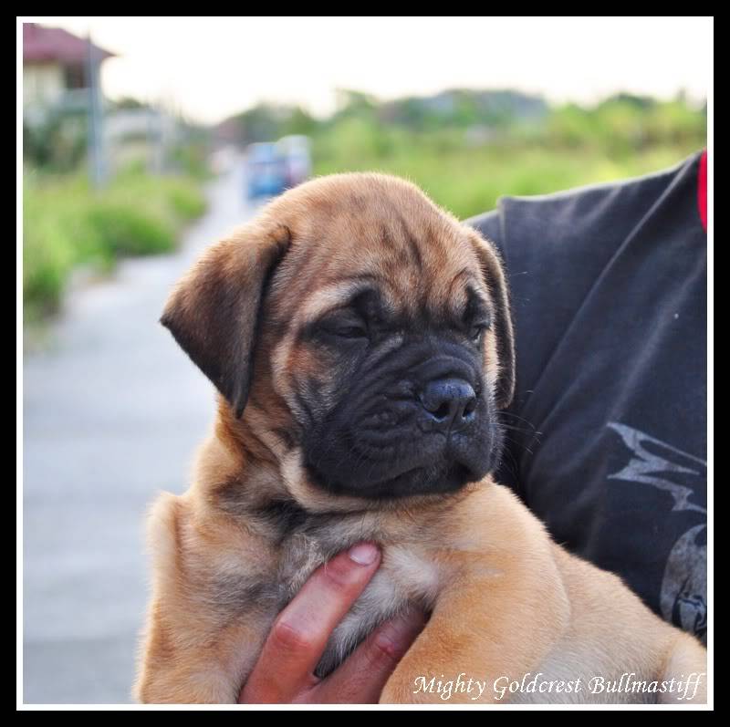 Mighty Goldcrest Bullmastiff - Page 3 Aliafrica3