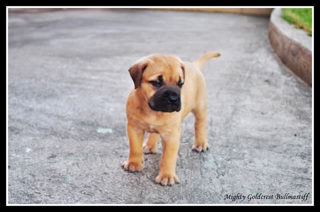 Mighty Goldcrest Bullmastiff - Page 3 Ayeakilah1