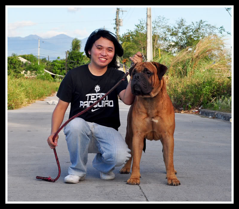 Mighty Goldcrest Bullmastiff - Page 3 Ako6