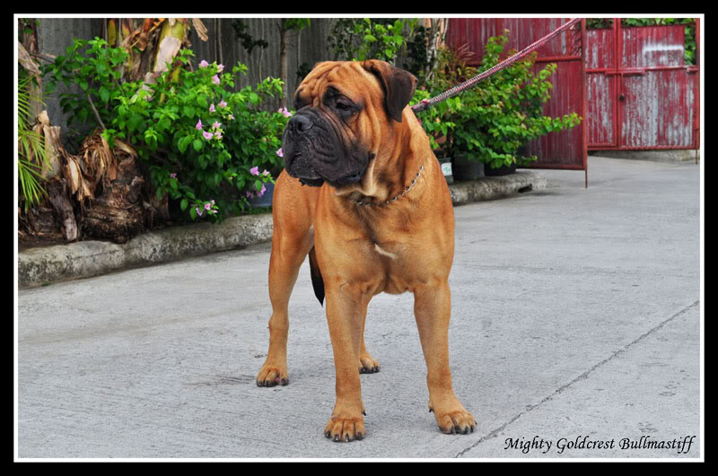 Mighty Goldcrest Bullmastiff - Page 3 Cdbutillo-small