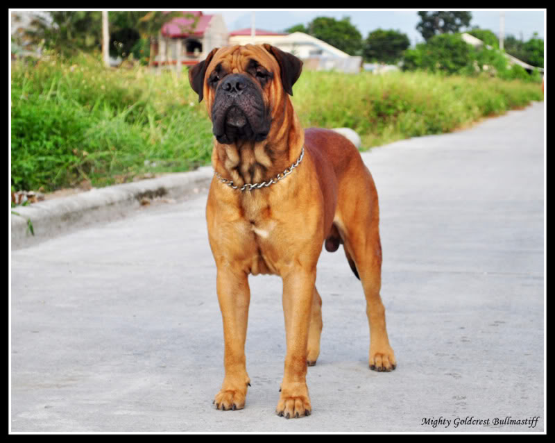 Mighty Goldcrest Bullmastiff - Page 3 Chasedebullutillo1-photobucket