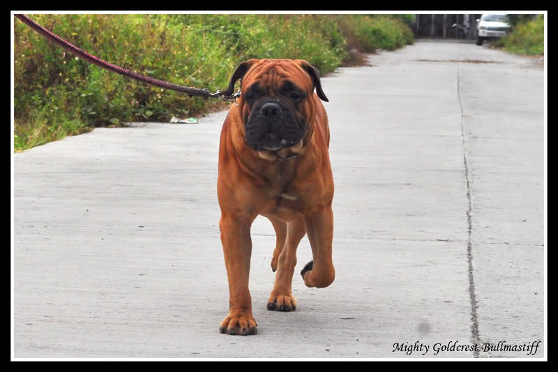 Mighty Goldcrest Bullmastiff - Page 3 Utillorunsmall