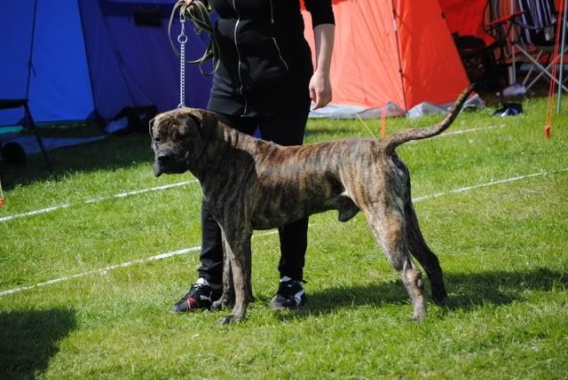 Triple dogshow i Jönköping 2010. DSC_0246-1