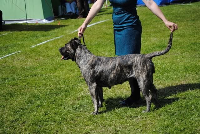 Triple dogshow i Jönköping 2010. DSC_0295-1