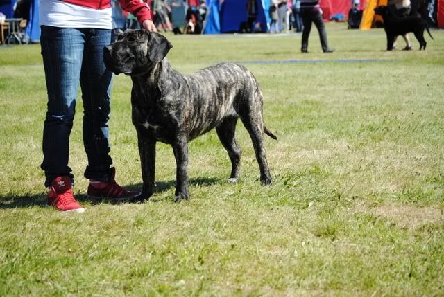 Triple dogshow i Jönköping 2010. DSC_0648