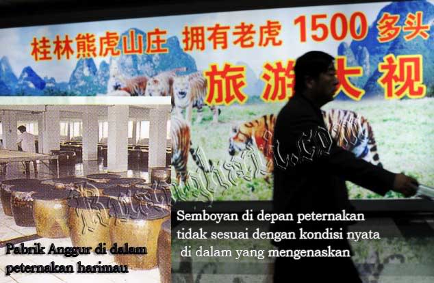 Mengenaskan, Peternak Harimau Cina Kelimpungan Karena Kelebihan Populasi (Sengaja Dibiarkan Mati) Macancinacopy