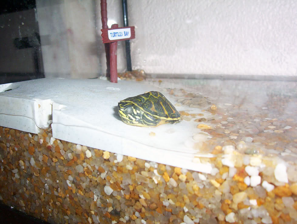 O dormitório da minha Turtle 100_2280