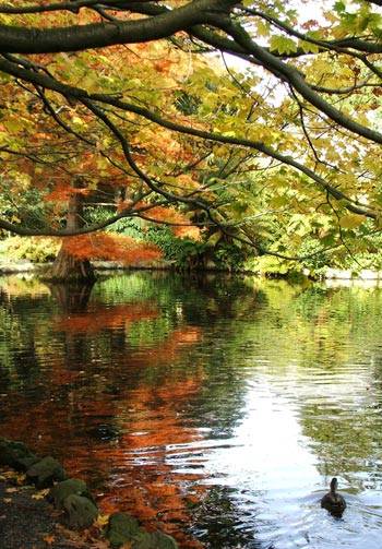 Debes traer... Duck-pond-autumn-tree