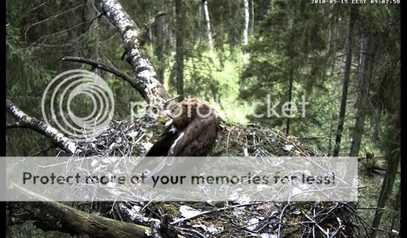 Black Stork Camera Lovers - Page 14 Emanepuhastabtiibadealust