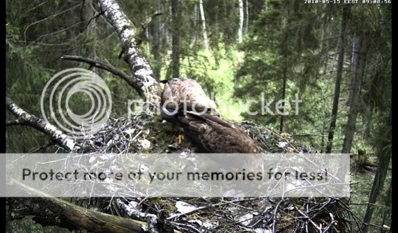 Black Stork Camera Lovers - Page 14 Ikkaseokseiannarahueespooolonemane