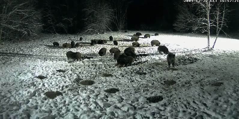 Second Estonian Wild Pig Cam 2010 in Lääne Virumaa - Page 3 A12009-12-2717-00-06-14