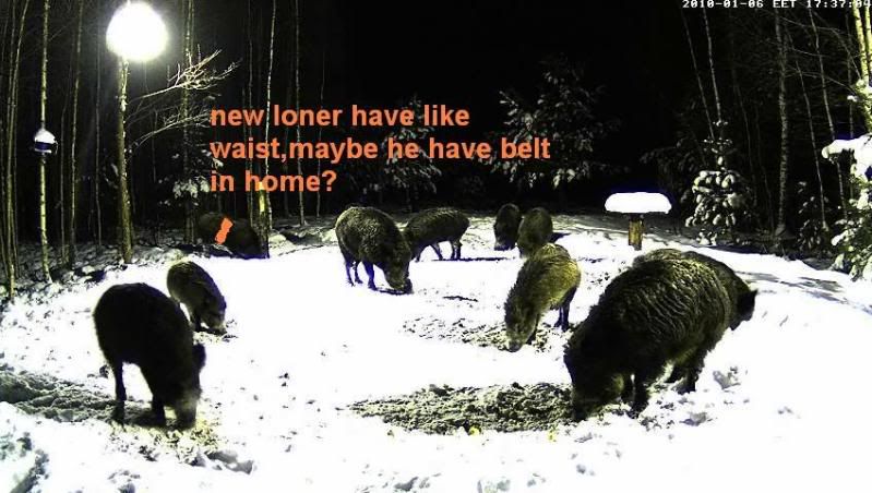 Estonian Wild Pig Cam 2010 - Page 32 Belt2010-01-0617-37-36-14