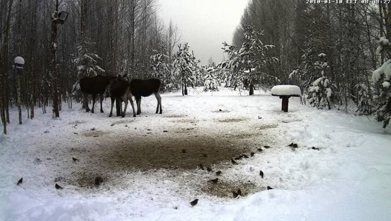 Estonian Wild Pig Cam 2010 - Page 6 Elk32010-01-1008-49-00-60