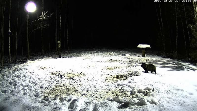 Estonian Wild Pig Cam 2010 - Page 18 Furry12009-12-2920-09-08-57