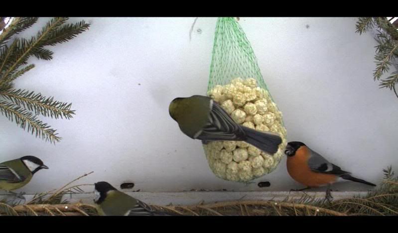 SMALL BIRD WINTER FEEDING CAM - Page 5 Ljat333