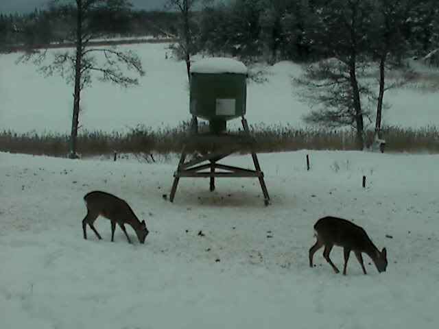 Wild Pig Camera Lovers/ ADDRESS CHANGED TO SWEDISH STREAMING CAM - Page 7 Wmplayer2010-01-1710-15-36-45