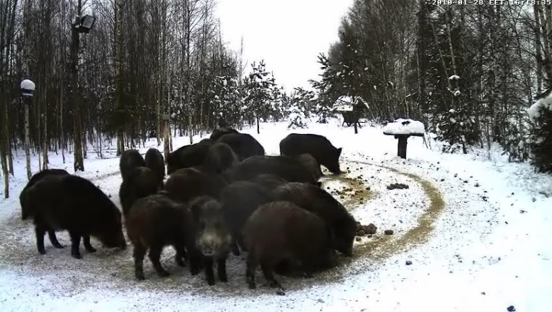 Estonian Wild Pig Cam 2010 - Page 11 1fce2010-01-2816-20-01-93