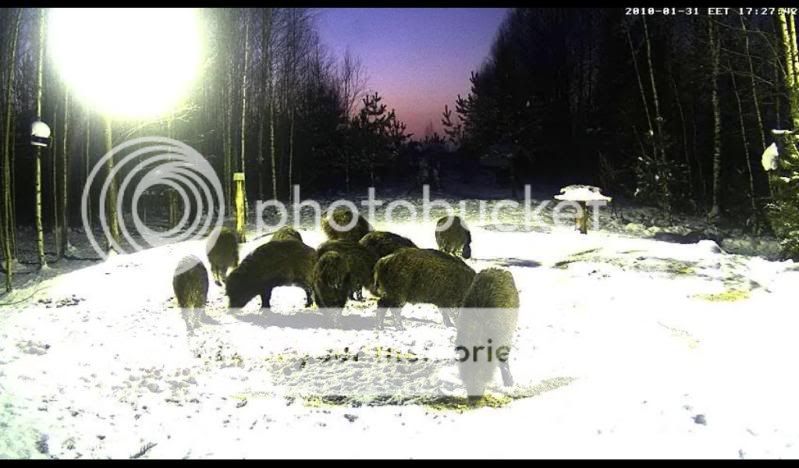 Estonian Wild Pig Cam 2010 - Page 19 Fullmoonsize