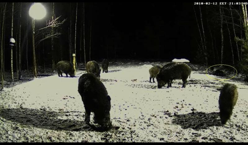 Estonian Wild Pig Cam 2010 - Page 3 Furridonleidnudkoha