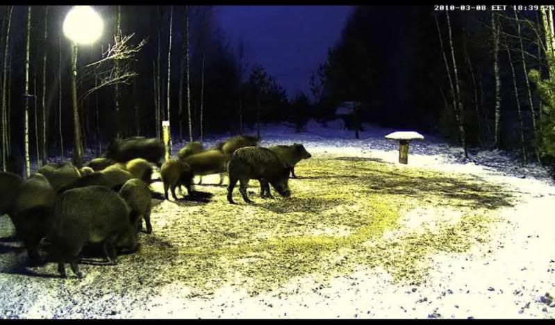 Estonian Wild Pig Cam 2010 - Page 33 Kesonteel