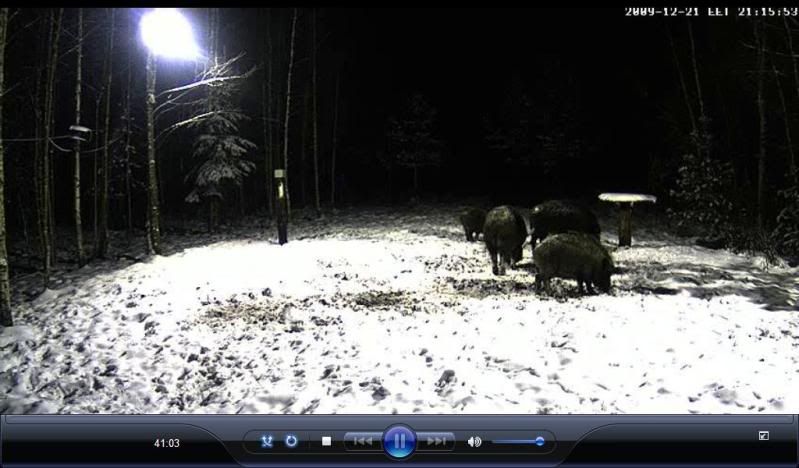 Estonian Wild Pig Cam 2010 - Page 2 Tagatuli