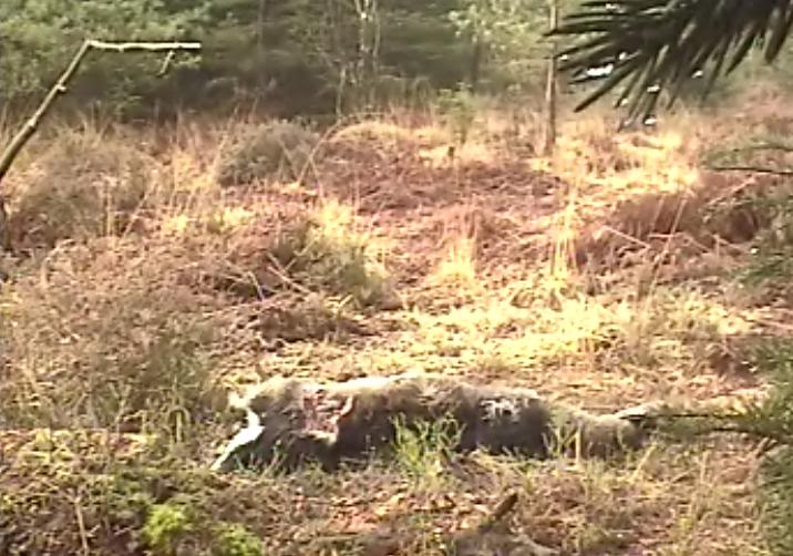 Fallow Deer Cam from New Forest (Lyndhurst, UK) Warning!!! You will see animal corpses here! - Page 7 Tykk