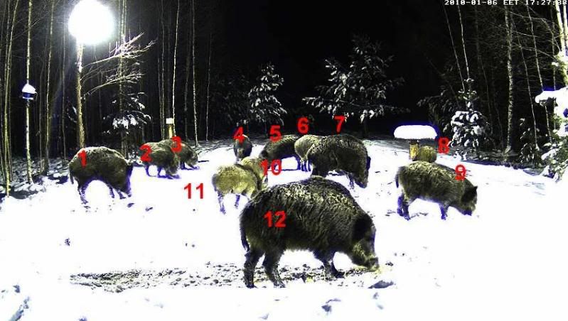 Estonian Wild Pig Cam 2010 - Page 32 Y122010-01-0617-28-09-68