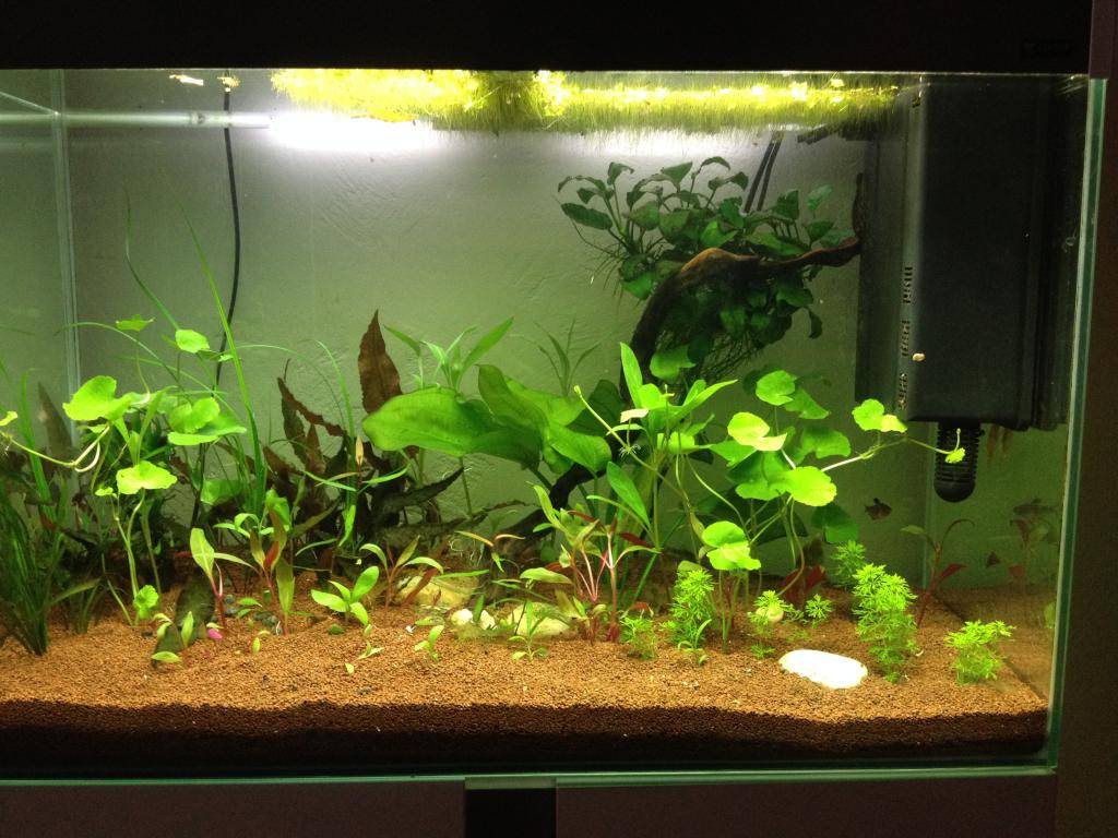 Mon 125l type amazonien avec quelques new plantes ! 7CF2EED8-0CF5-4D39-A964-11311F610123_zpsmouvy2xu