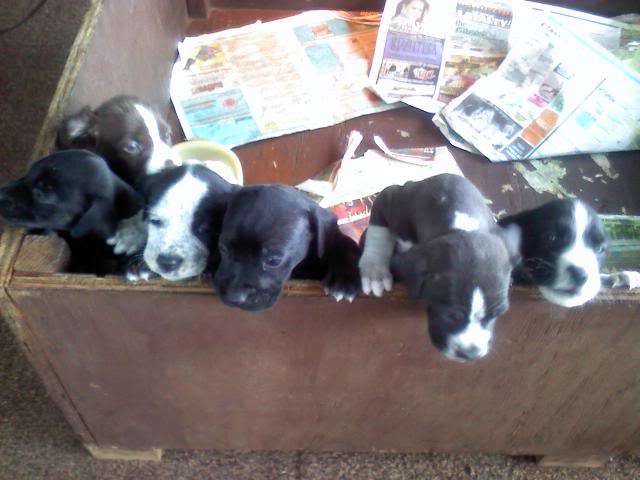 PUPS!! 1110101357