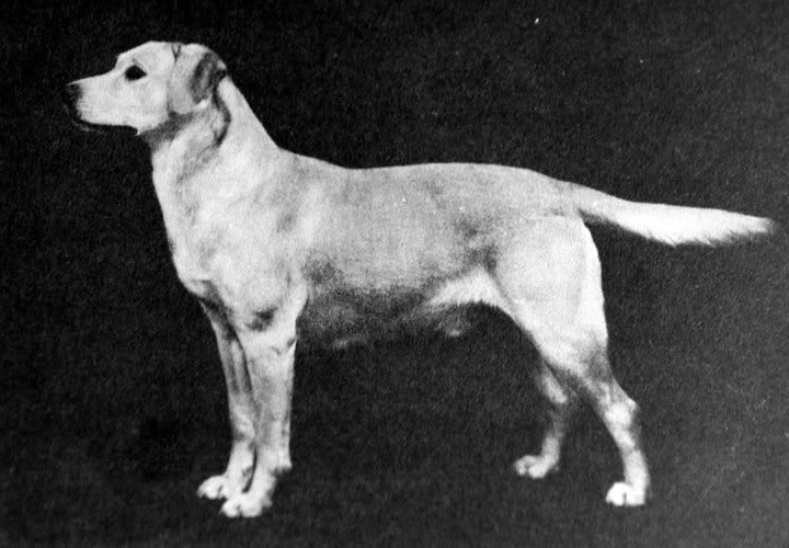 Dve linije labradora - Page 3 ChBallyduffOrangemanB1947