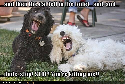 Funny Dog Pic! Funny-dog-pictures-cat-toilet