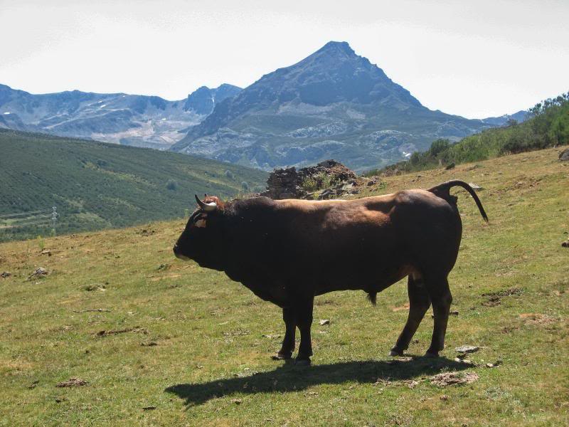 lago ubales , peña del viento 200 mts y la rapaina 2026 mts por la ruta de wamba Pentildeaviento184