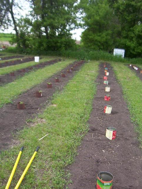 Start Of The 2010 Gardening Year 100_5807